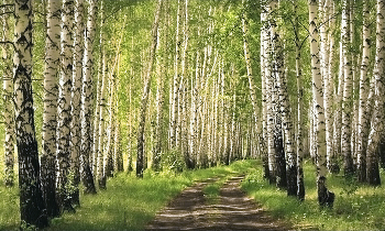 Майский лес / Берёзовая аллея