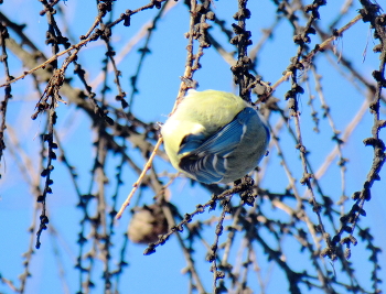 Шарик с лапками / Лазоревка Cyanistes caeruleus