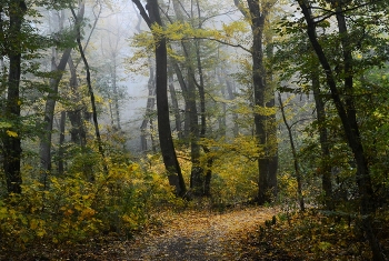 В осеннем лесу............ / Железноводск. Октябрь