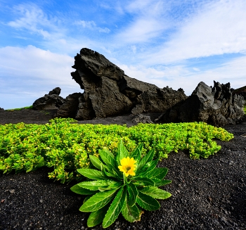 Возрождение жизни. / Растительность заселяет вулканические пустоши после недавних извержений. Курильская дуга.