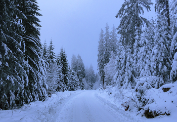 Дорога. / Зима,снег,туман,лес,дорога