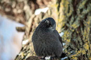 Ты,что.Снимаешь.... / NIkon D 700 + 2х конвертов +Вивитар 75-205 мм