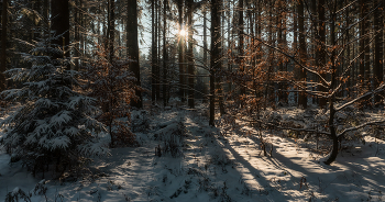 Зимний лес / зимним солнечным днём в лесу