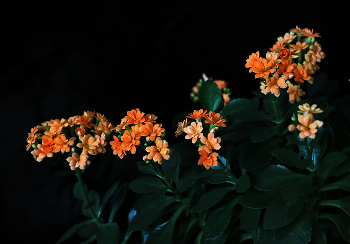 Каланхоэ цветёт / ***