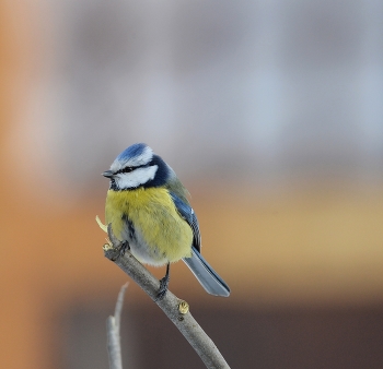 &nbsp; / зима, птицы