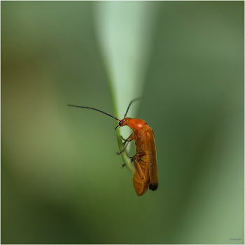 &nbsp; / Многокоготник зонтичный, или рыжая мягкотелка (Rhagonycha fulva)