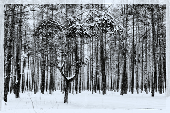 Утром в лесу / Зимним утром в лесу. Переведено в черно-белое изображение. Когда 0.. Черно-белый пейзаж.