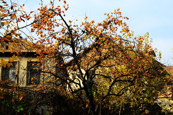 Корольки / Грузия осень