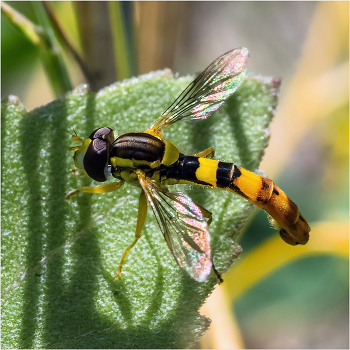 &nbsp; / Шароноска украшенная (Sphaerophoria scripta) самец