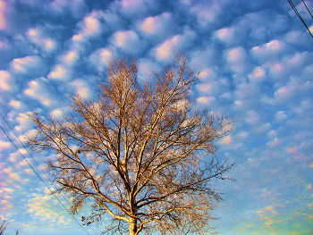 Март... / На фоне неба дерево с голыми ветвями