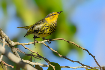 Cape May warbler / Тигровый лесной певун