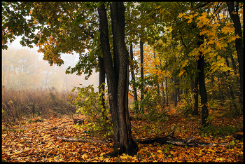 Краски осени / Лес листья