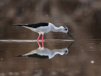 Ходулочник / ***
