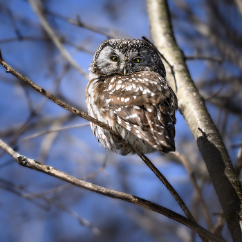 Boreal owl / Мохноногий сыч — скрытная птица, ведущая ночной образ жизни. 
Поэтому даже в тех местах, где он чаще встречается, он очень редко попадается на глаза 
У полярной совы не очень долгая жизнь, она доживает только до 7 или 8 лет.
Самки явно крупнее своих собратьев-самцов. По данным Корнельской лаборатории орнитологии, он «демонстрирует наиболее выраженный обратный половой диморфизм среди всех американских сов».
Бореальные совы могут немного различаться по окраске, от сероватой до ржаво-коричневой