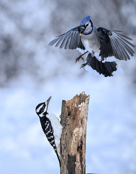 Blue Jay vs. Hairy woodpecker (female) / Голубая сойка против Волосатого дятла (самка)