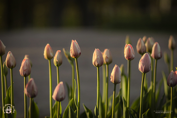 Тюльпаны в парке. / г. Гатчина, Гатчинский парк.
Дата съёмки: 22.05.2022 года
Фотограф: Анастасия Белякова