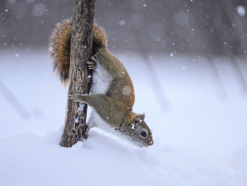 American red squirrel / American red squirrel