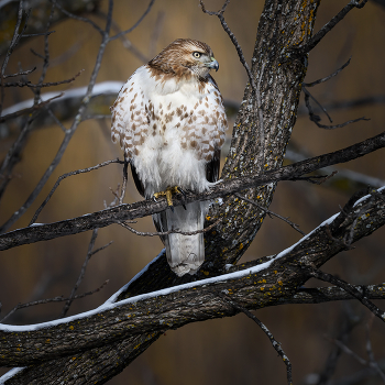 Red-tailed hawk / Краснохвостый сарыч