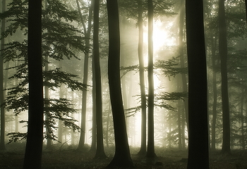 К солнцу / Утро в осеннем лесу. Пейзаж в контровом свете.