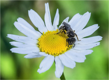 &nbsp; / Земляная пчела (Andrena tiaretta). Самка