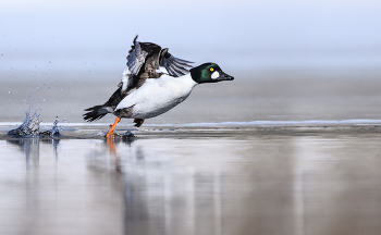 Common goldeneye (male) / Обыкновенный гоголь (самец)