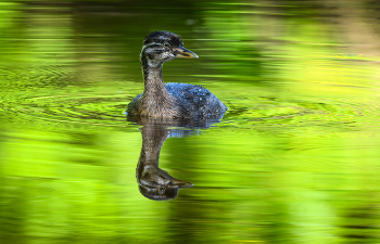 Pied-billed grebe / Каролинская поганка