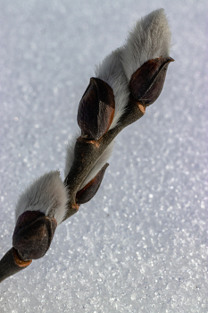 Март... / Беларусь. Могилёвская область.
