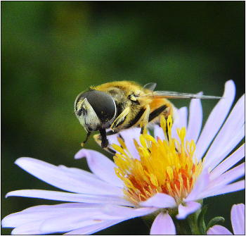 Поздние цветы. / Последние осенние цветы дают возможность насекомым шанс подготовиться к долгой зиме.