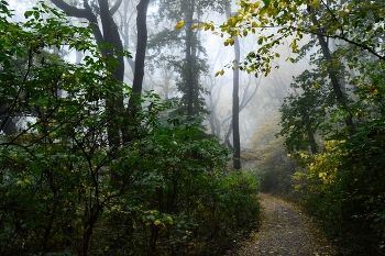 В осеннем лесу..... / Железноводск. Октябрь