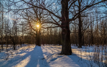 Весна вступает в свои права # 03 / 19 марта 2023. Восточное Подмосковье, Дрезна...