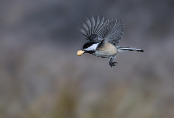 Black-capped chickadee / Black-capped chickadee