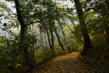 В осеннем лесу..... / Железноводск. Октябрь