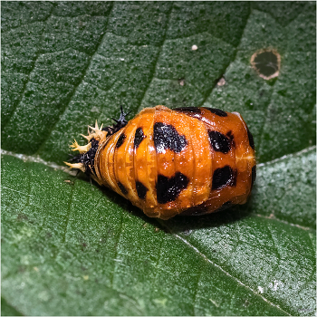 &nbsp; / Семиточечная коровка (Coccinella septempunctata). Куколка