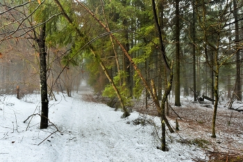 &quot;Измято снеговое покрывало и лес стоит по пояс обнажен...&quot; / &quot;Измято снеговое покрывало
 И лес стоит по пояс обнажен.
 И снег с цветными искрами опала
 Местами серый стал, как халцедон ...&quot;
 Н.Седова