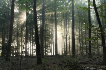 Где прячется солнце / Осенним утром в лесу.