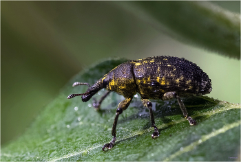  / Чертополоховый ларин (Larinus sturnus). Самец