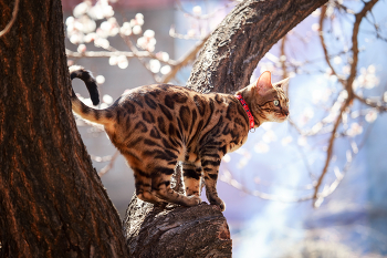 Весенний кот-2 / Бенгальский кот