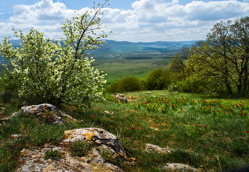 Весна красна. / Крым