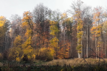 Цвет осени / Осенний лесной пейзаж ..