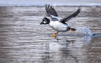 Common Goldeneye (male) / Common Goldeneye (male)