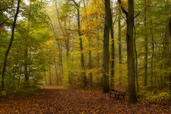 В гармонии с осенью / Уходящий октябрь в утреннем лесу, где царит тишина и спокойствие.