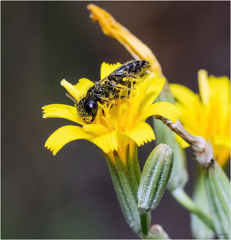 &nbsp; / Панург Шпористый (Panurgus calcaratus). Самка