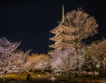 Когда цветет сакура / 55 метровая пагода храмого комплекса То-Дзи в Киото.
