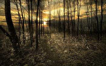 Весенний лес на закате. / Золотисто-весенний закат.
