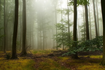 Дорога в туман / Лесной осенний пейзаж в туманное утро.
