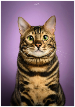 &nbsp; / Portrait of the Nitro the Bengal cat. Image is captured with Nikon Z6ii and Nikkor 85/1.8S lens