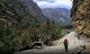 Горная дорога / Непал. Гималаи
