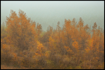 Туман / Осень