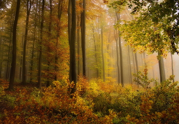 Палитра осени / Туманным утром в осеннем лесу.