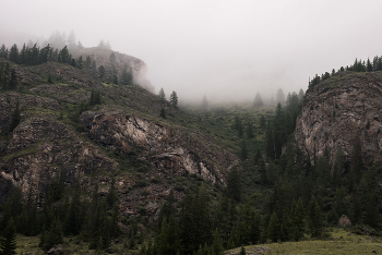 Туманное утро на склоне горы / Алтай. Лето